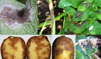 Фитофтора на картофеле - методы борьбы