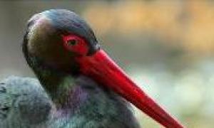 Selitve ptic in vzroki zanje Selitveni koledar ptic