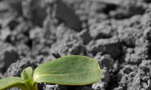 Sajenje hijacinte v odprta tla jeseni, kako in kdaj saditi Kako saditi na prostem