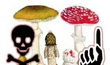 Trovanje gljivama: simptomi i znakovi, liječenje i prevencija