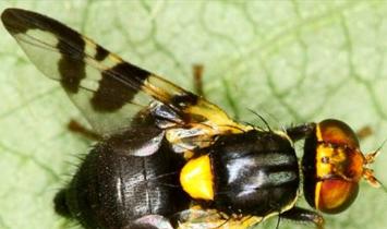 Kateri škodljivci ogrožajo češnje in kako se z njimi spoprijeti?